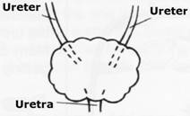 Neo-bexiga ileal