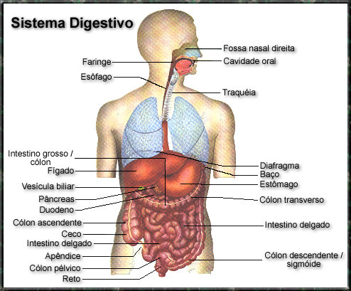 sistema digestivo